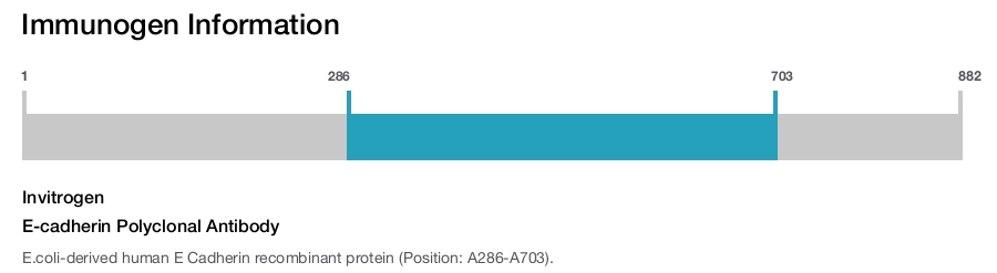 E-cadherin Polyclonal Antibody