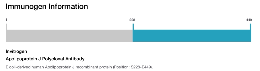 Apolipoprotein J Polyclonal Antibody