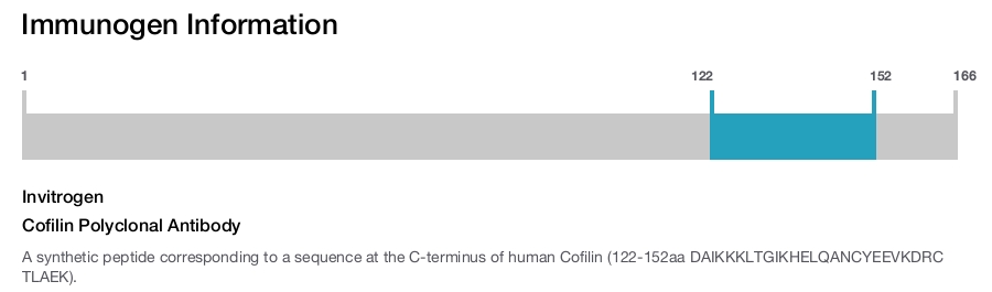 Cofilin Polyclonal Antibody