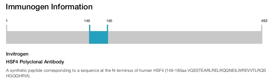 HSF4 Polyclonal Antibody