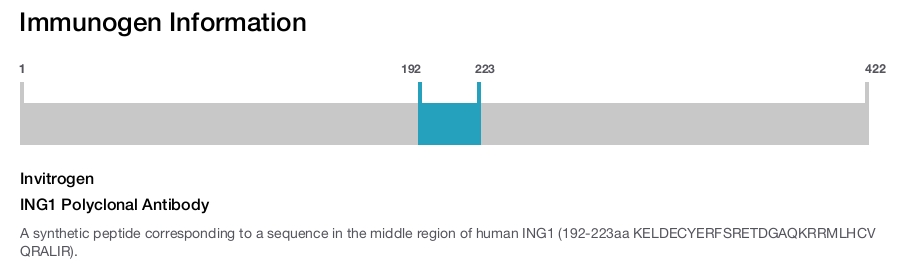 ING1 Polyclonal Antibody