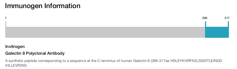 Galectin 8 Polyclonal Antibody