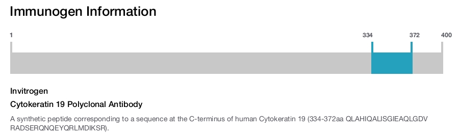 Cytokeratin 19 Polyclonal Antibody
