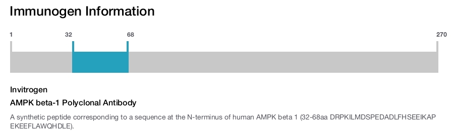 AMPK beta-1 Polyclonal Antibody