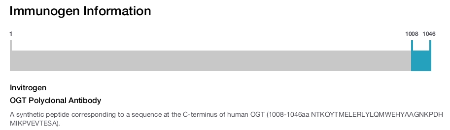 OGT Polyclonal Antibody