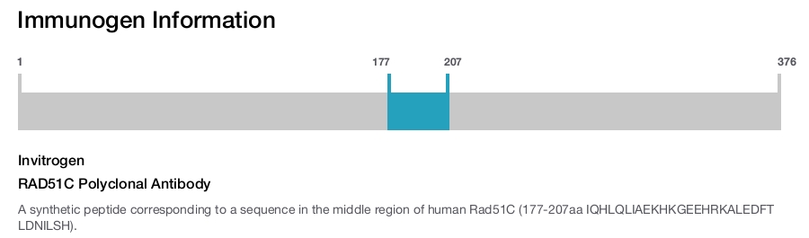 RAD51C Polyclonal Antibody