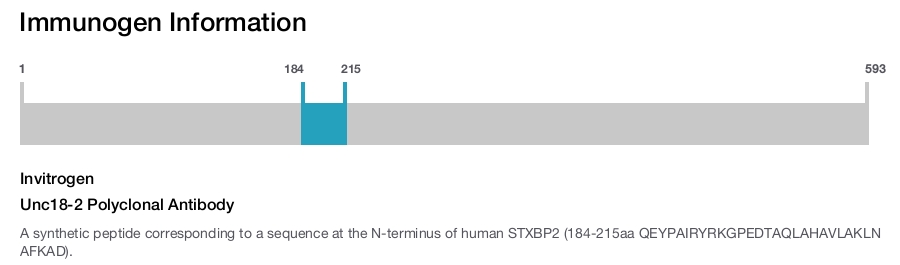 Unc18-2 Polyclonal Antibody