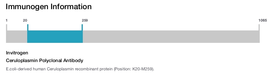 Ceruloplasmin Polyclonal Antibody