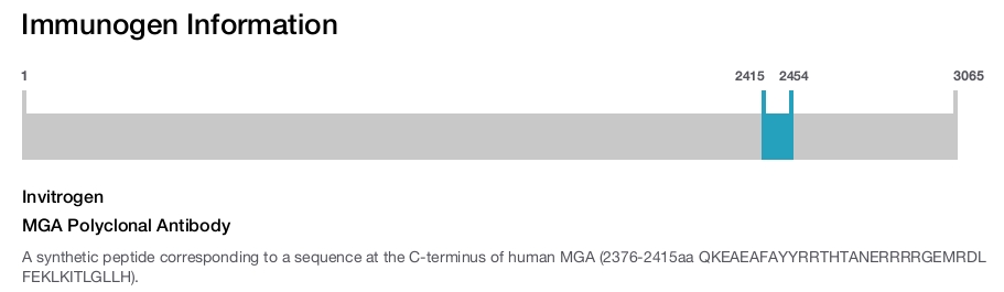MGA Polyclonal Antibody