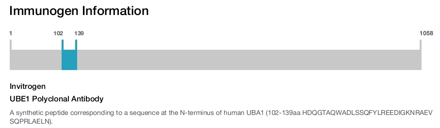UBE1 Polyclonal Antibody