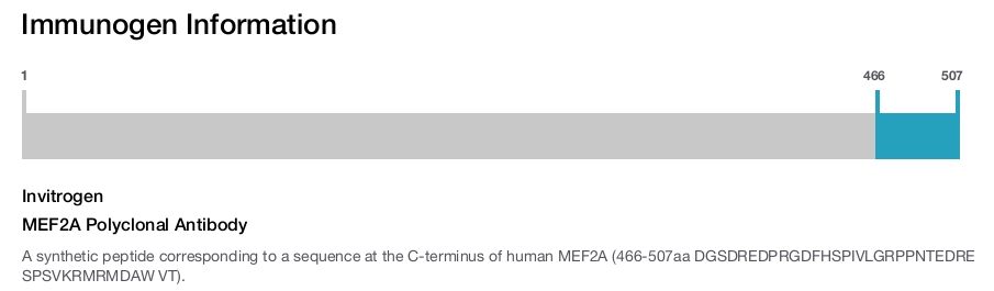 MEF2A Polyclonal Antibody