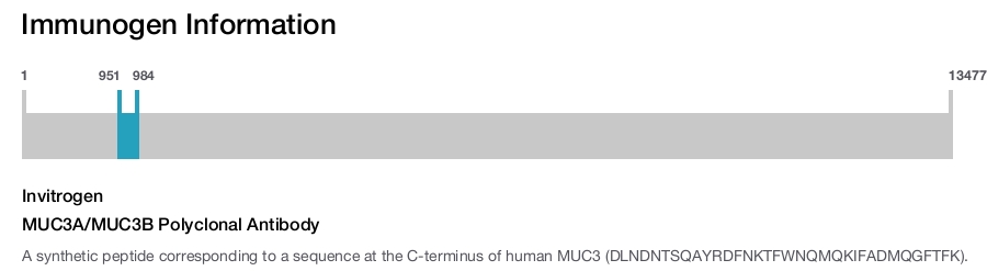 MUC3A/MUC3B Polyclonal Antibody