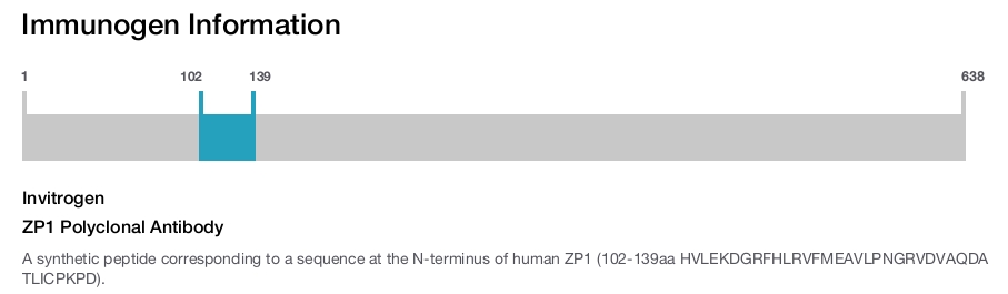 ZP1 Polyclonal Antibody