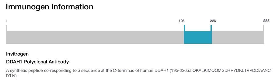DDAH1 Polyclonal Antibody