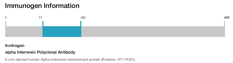 alpha Internexin Polyclonal Antibody