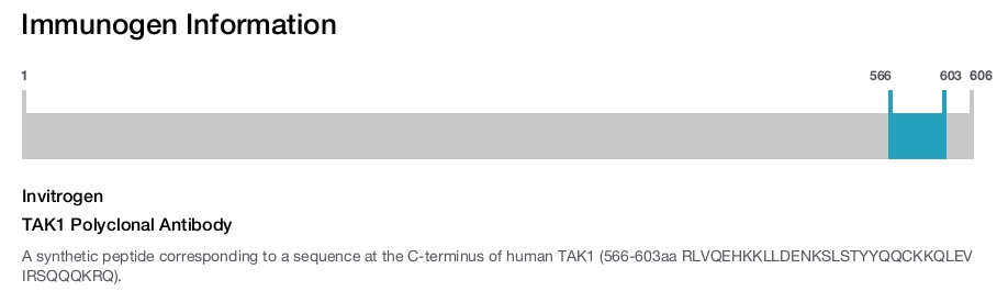TAK1 Polyclonal Antibody