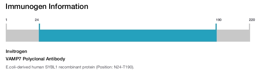 VAMP7 Polyclonal Antibody