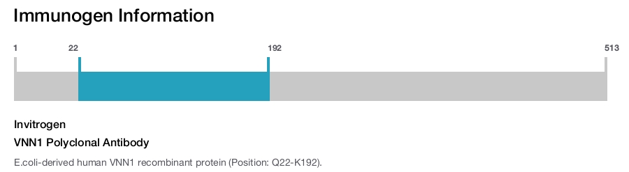 VNN1 Polyclonal Antibody