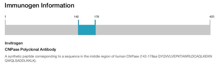CNPase Polyclonal Antibody