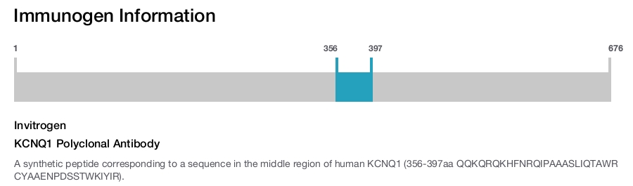 KCNQ1 Polyclonal Antibody