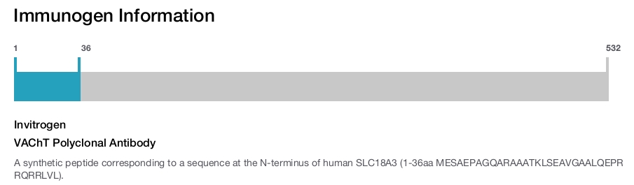 VAChT Polyclonal Antibody