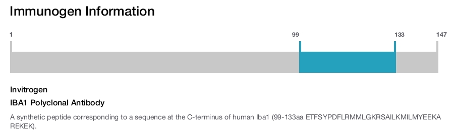 IBA1 Polyclonal Antibody