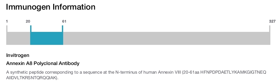 Annexin A8 Polyclonal Antibody