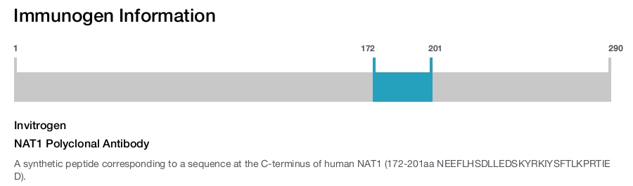 NAT1 Polyclonal Antibody