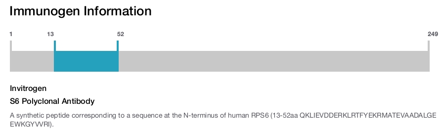 S6 Polyclonal Antibody