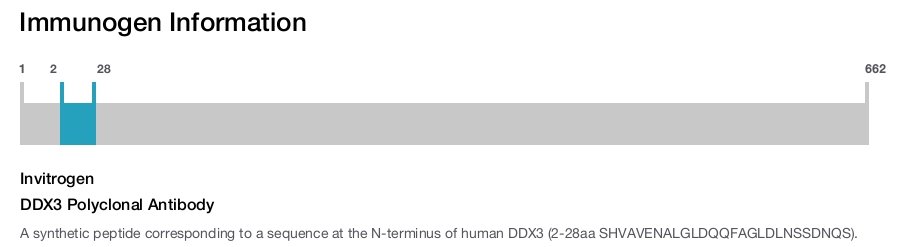DDX3 Polyclonal Antibody