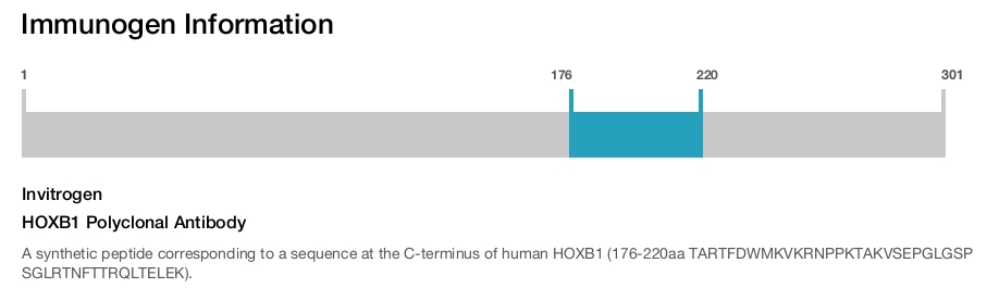 HOXB1 Polyclonal Antibody