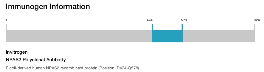 NPAS2 Polyclonal Antibody