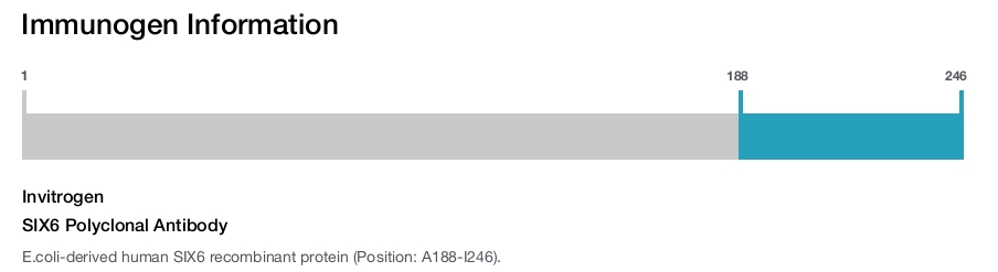 SIX6 Polyclonal Antibody