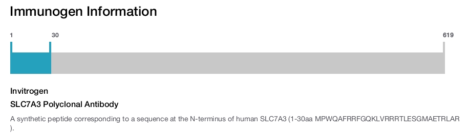 SLC7A3 Polyclonal Antibody