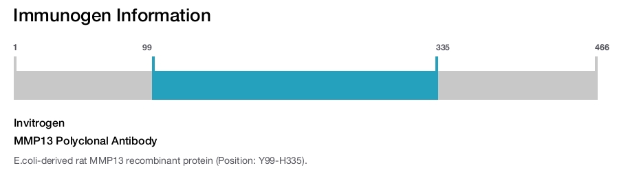 MMP13 Polyclonal Antibody