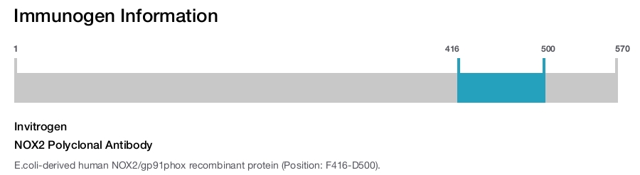 NOX2 Polyclonal Antibody