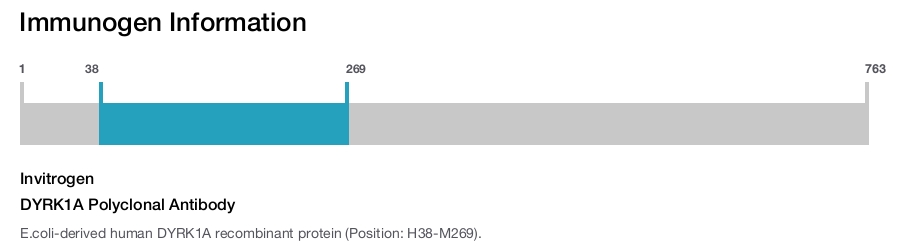 DYRK1A Polyclonal Antibody