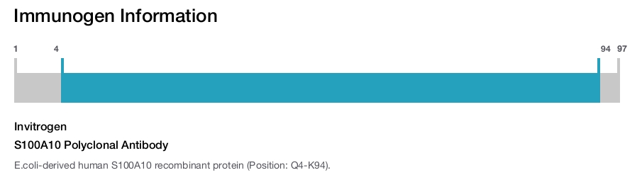 S100A10 Polyclonal Antibody