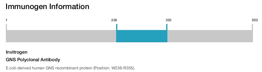 GNS Polyclonal Antibody
