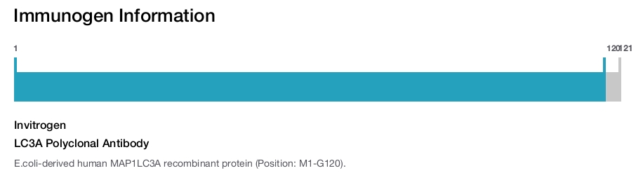 LC3A Polyclonal Antibody