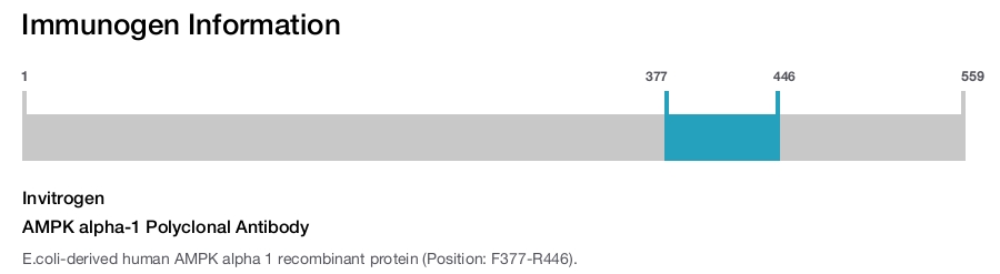 AMPK alpha-1 Polyclonal Antibody