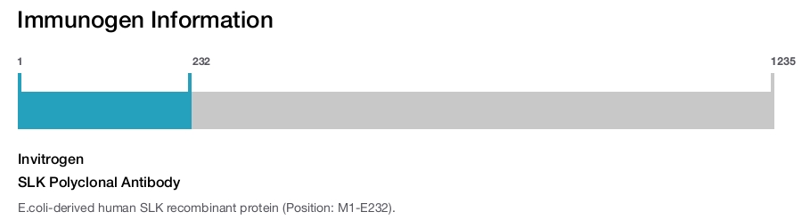 SLK Polyclonal Antibody