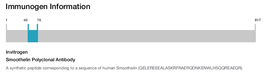 Smoothelin Polyclonal Antibody