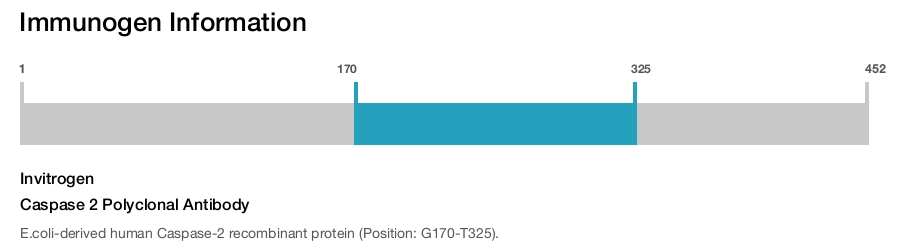 Caspase 2 Polyclonal Antibody