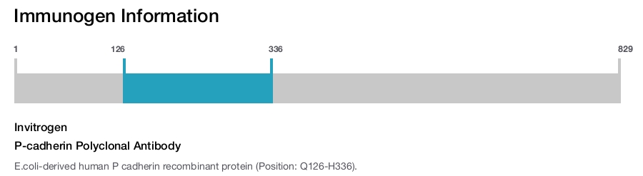 P-cadherin Polyclonal Antibody