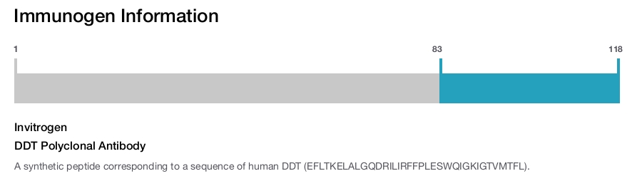 DDT Polyclonal Antibody