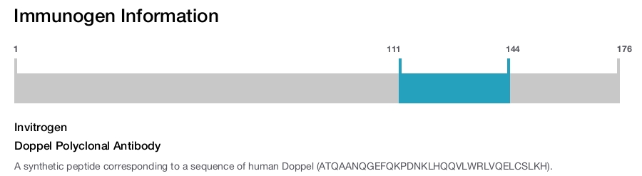 Doppel Polyclonal Antibody
