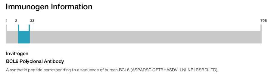 BCL6 Polyclonal Antibody