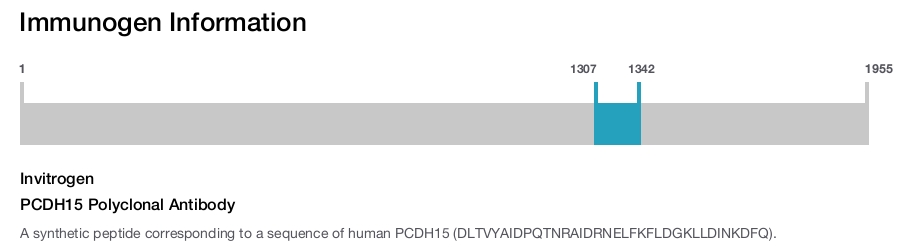PCDH15 Polyclonal Antibody