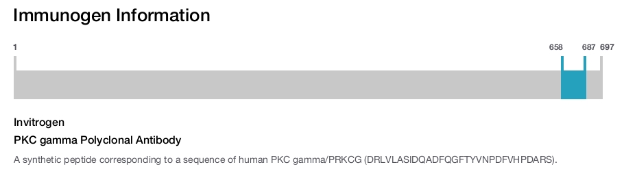 PKC gamma Polyclonal Antibody